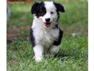 Australian Shepherd Puppy for sale in Spring, TX, USA