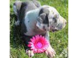 Great Dane Puppy for sale in REDKEY, IN, USA