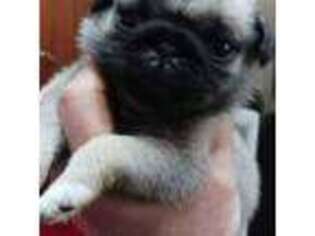 Pug Puppy for sale in Bowman, SC, USA