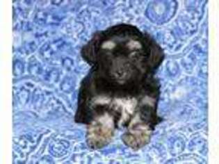 Havanese Puppy for sale in Bird In Hand, PA, USA