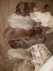 Great Dane Puppy for sale in Laurel, MT, USA