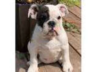 Bulldog Puppy for sale in Littleton, CO, USA