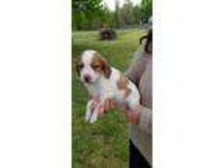 Brittany Puppy for sale in Hutchinson, KS, USA