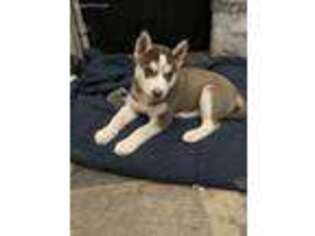 Siberian Husky Puppy for sale in Parker, CO, USA