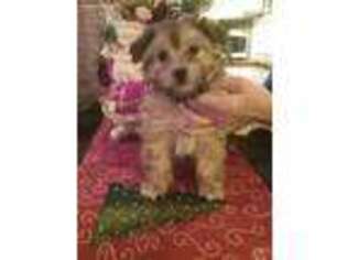 Mutt Puppy for sale in Newbury, OH, USA
