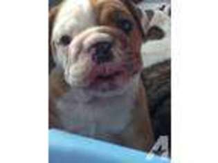 Bulldog Puppy for sale in HASLET, TX, USA
