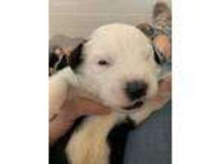 Old English Sheepdog Puppy for sale in Orem, UT, USA