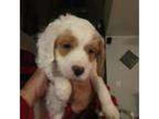 Cavapoo Puppy for sale in Fort Worth, TX, USA