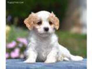 Cavachon Puppy for sale in Paxinos, PA, USA