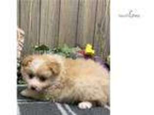 Pomeranian Puppy for sale in Jacksonville, FL, USA