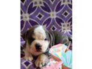 Olde English Bulldogge Puppy for sale in Johnstown, PA, USA