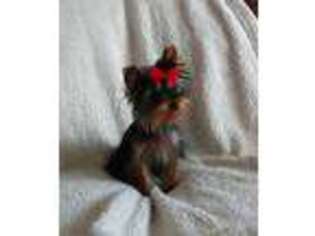 Yorkshire Terrier Puppy for sale in Moroni, UT, USA