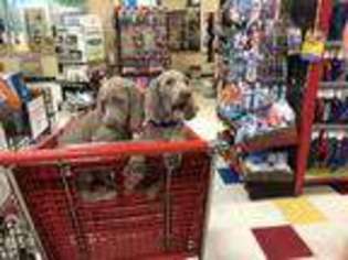 Weimaraner Puppy for sale in Hanover, PA, USA