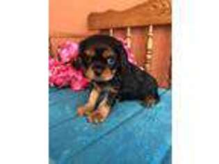 Cavalier King Charles Spaniel Puppy for sale in Seneca, KS, USA