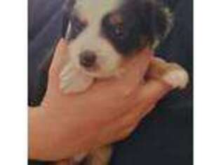 Miniature Australian Shepherd Puppy for sale in Stratford, CT, USA