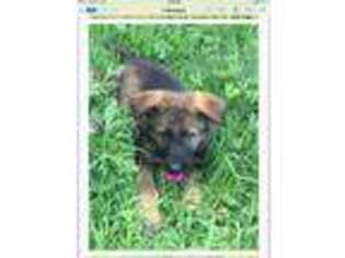 German Shepherd Dog Puppy for sale in Jones, OK, USA