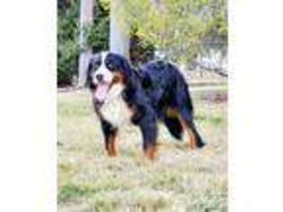 Bernese Mountain Dog Puppy for sale in Hayesville, OH, USA