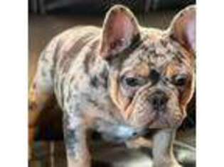 French Bulldog Puppy for sale in Villa Rica, GA, USA