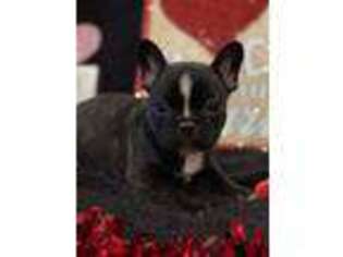 French Bulldog Puppy for sale in Broken Bow, OK, USA