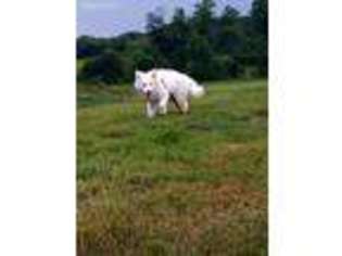 Samoyed Puppy for sale in Glenwood, MD, USA