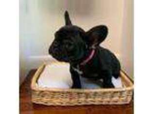 French Bulldog Puppy for sale in Canton, SD, USA