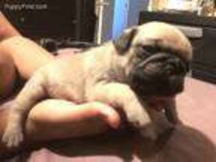 Pug Puppy for sale in Westbury, NY, USA