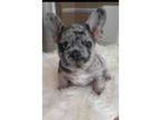 French Bulldog Puppy for sale in Waldorf, MD, USA