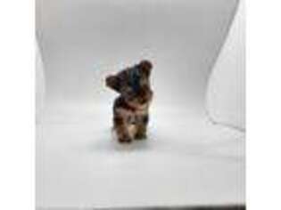 Yorkshire Terrier Puppy for sale in Terrell, TX, USA