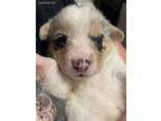 Pembroke Welsh Corgi Puppy for sale in Bethlehem, PA, USA