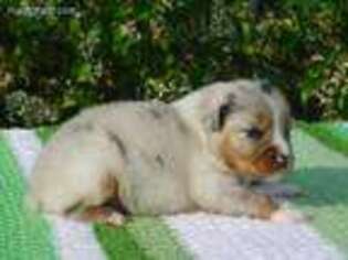 Australian Shepherd Puppy for sale in Burlington, NC, USA