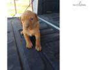 Vizsla Puppy for sale in Tulsa, OK, USA