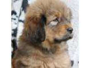 Tibetan Mastiff Puppy for sale in Florence, SC, USA