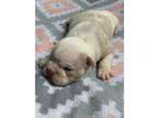 Bulldog Puppy for sale in Cheshire, CT, USA