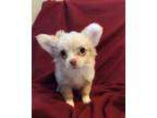 Chihuahua Puppy for sale in Burlington, VT, USA