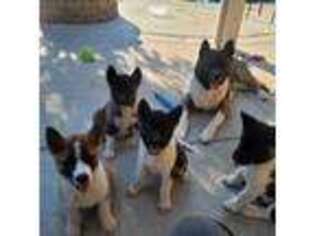 Akita Puppy for sale in Wildomar, CA, USA