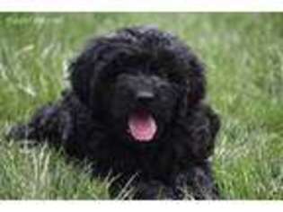 Goldendoodle Puppy for sale in Huntersville, NC, USA