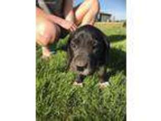 Great Dane Puppy for sale in Pittsburg, KS, USA