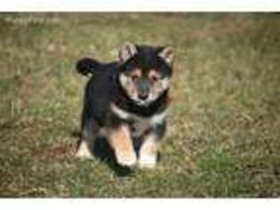 Shiba Inu Puppy for sale in Bristol, IN, USA