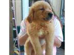 Golden Retriever Puppy for sale in Buffalo, NY, USA
