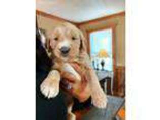 Goldendoodle Puppy for sale in Woodland, AL, USA