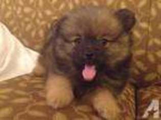 Pomeranian Puppy for sale in SALEM, OR, USA