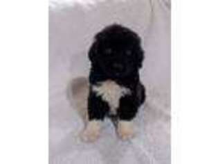 Newfoundland Puppy for sale in Republic, MO, USA