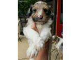 Mutt Puppy for sale in Roundup, MT, USA