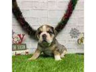 Bulldog Puppy for sale in Plainville, IN, USA