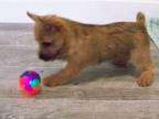Norwich Terrier Puppy for sale in Buffalo Junction, VA, USA