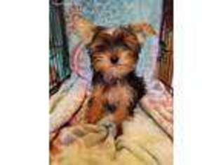 Yorkshire Terrier Puppy for sale in Wellington, OH, USA