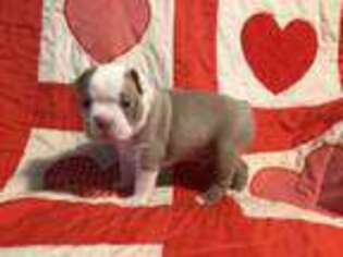 Boston Terrier Puppy for sale in Toccoa, GA, USA
