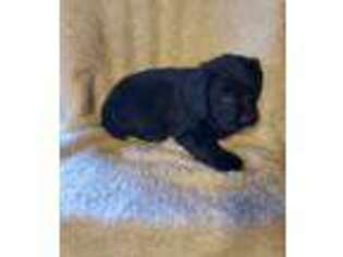 Labradoodle Puppy for sale in Killbuck, OH, USA