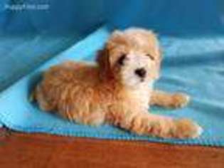 Mutt Puppy for sale in Flat Rock, AL, USA
