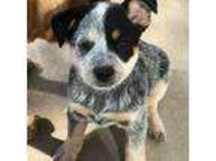 Australian Cattle Dog Puppy for sale in Chelan, WA, USA